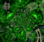 Psy Galaxy